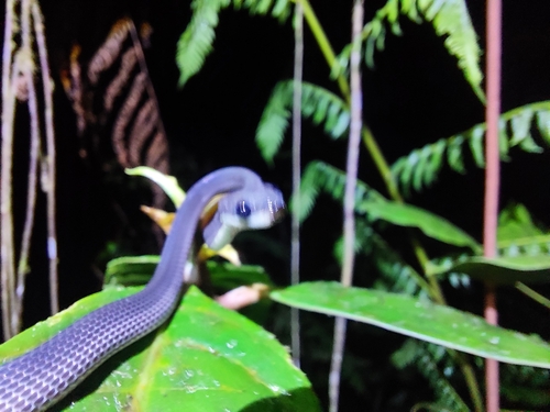 Ecuador Frog-eating Snake
