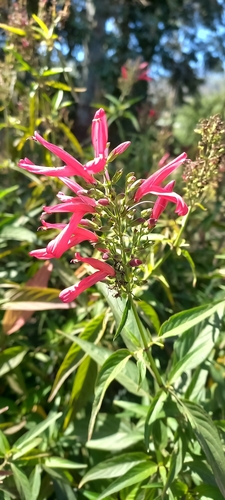 Image of Dianthera secunda by no rights reserved