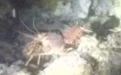 Enoplometopus occidentalis