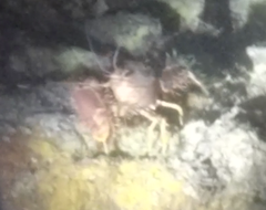 Enoplometopus occidentalis