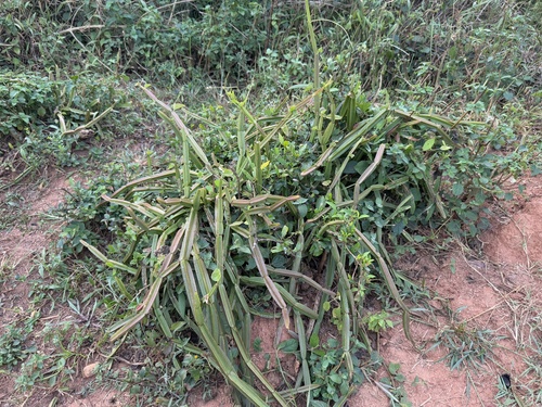 Foto de Cacto uva