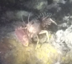 Enoplometopus occidentalis