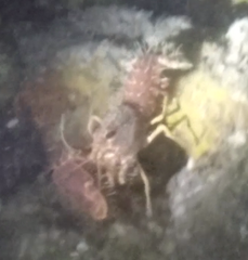 Enoplometopus occidentalis