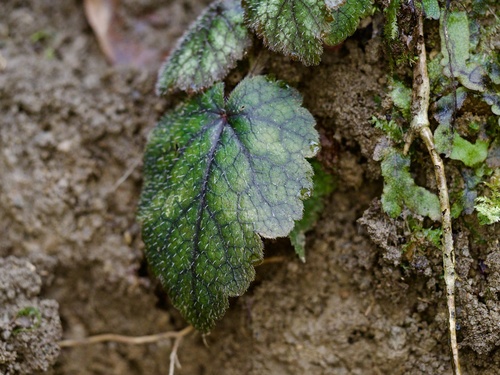 Mitella furusei iNat (3)