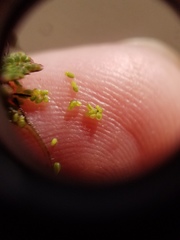 Wolffia brasiliensis