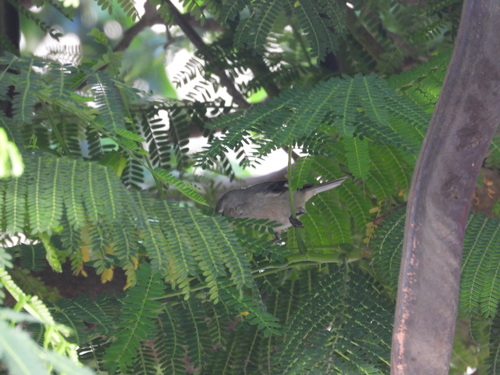 Cinereous Conebill (Conirostrum cinereum), photo 10