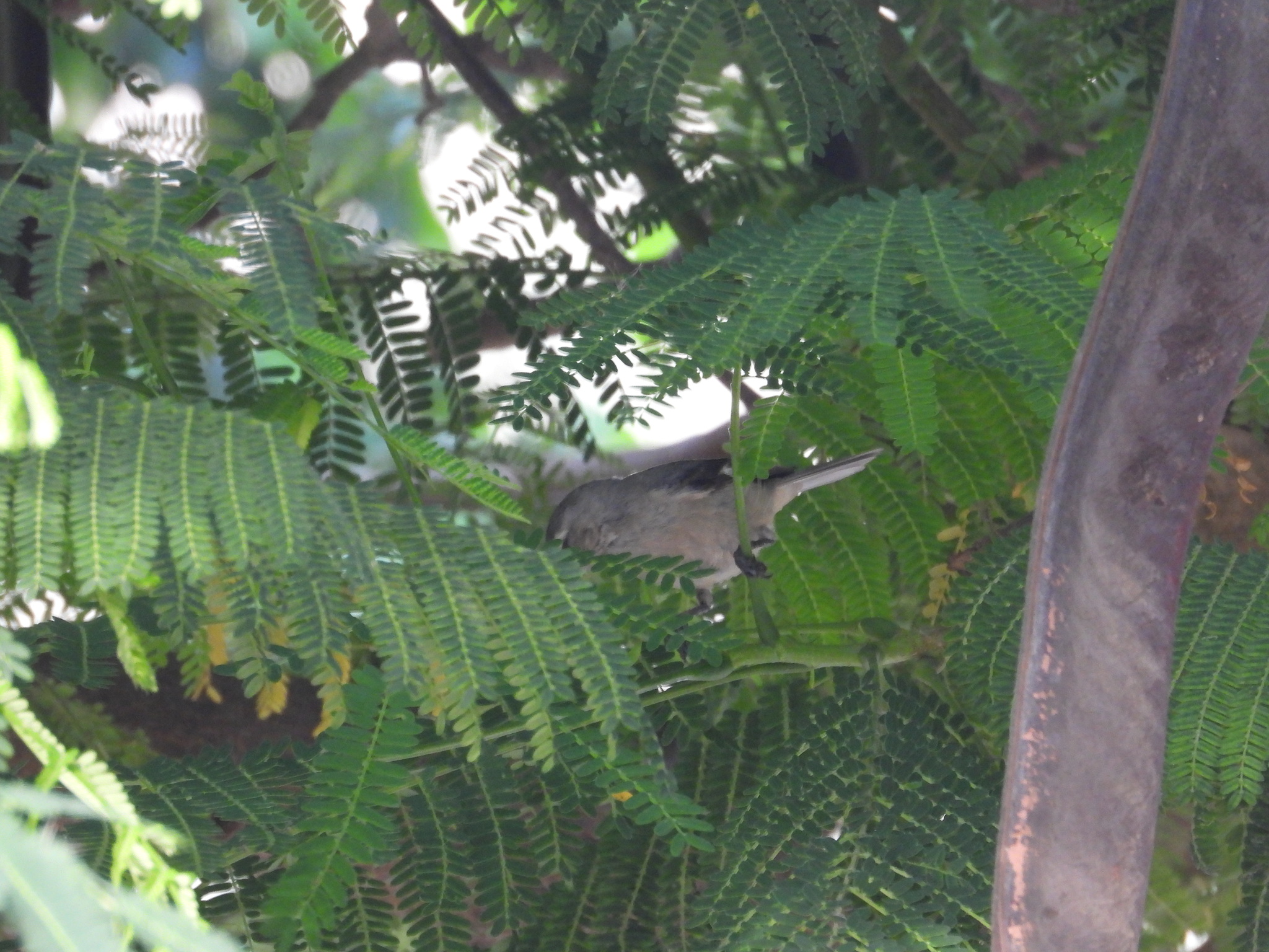 Cinereous Conebill (Conirostrum cinereum), photo 8