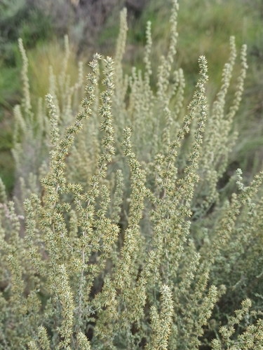 Grassveld Snakebush