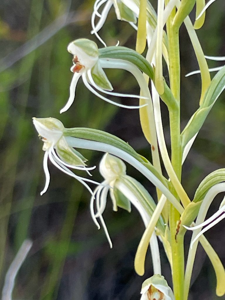 Habenaria caldensis