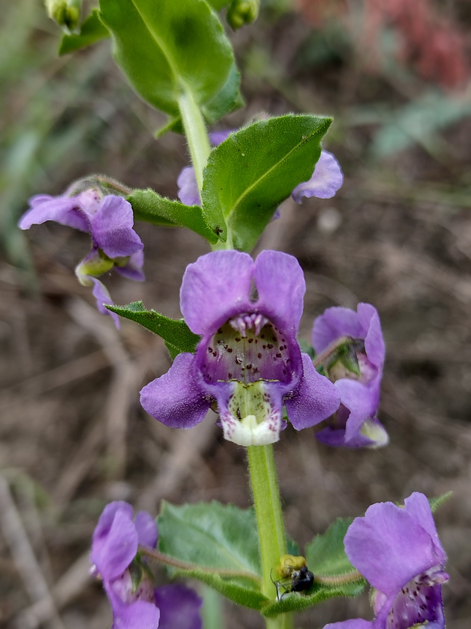 Angelonia salicariifolia