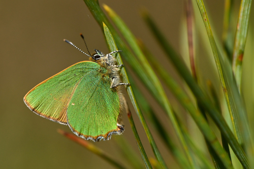Green Hairstreak, Gelderland, NL, photo 10 of 10
