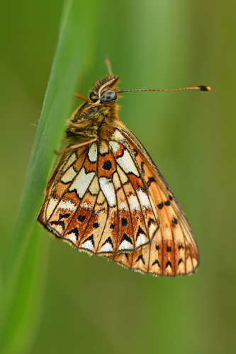 Eurasian Silver-bordered Fritillary, Overijssel, NL, photo 6 of 10