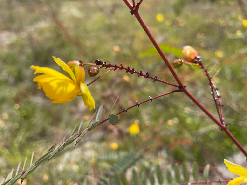 Chamaecrista debilis