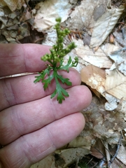 Botrychium angustisegmentum