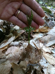 Botrychium angustisegmentum