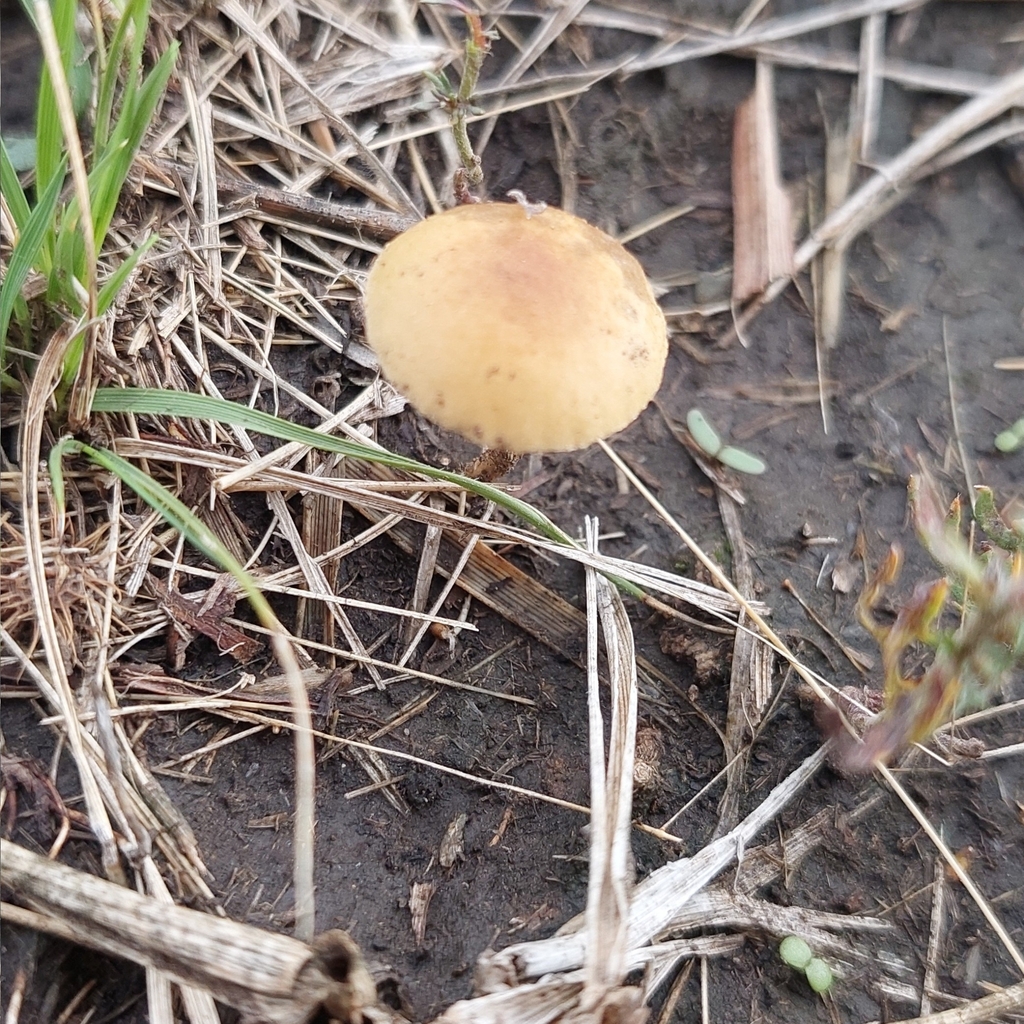 Agrocybe pediades · March 2025 · photo: © laurabm2020 (iNaturalist, cc-by)