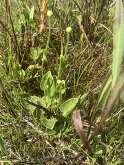 Parnassia glauca