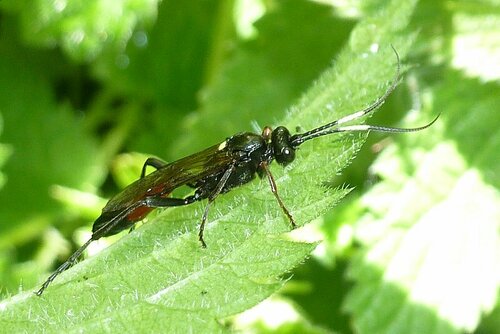 Ctenichneumon divisorius