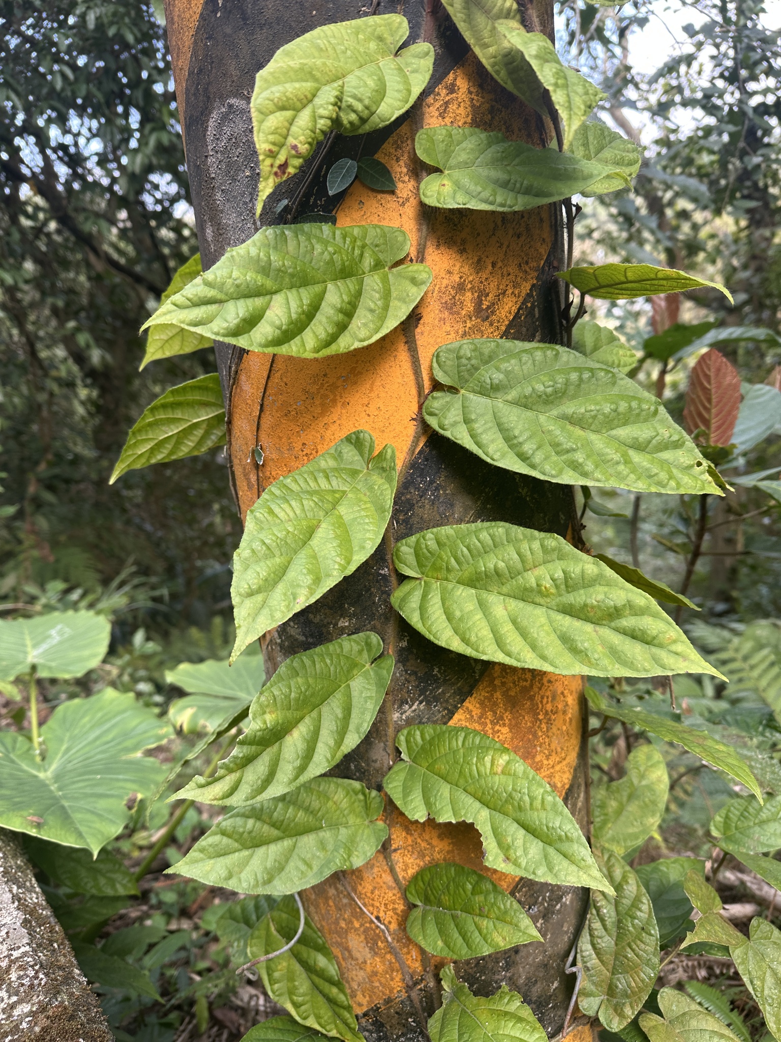 Imagem de Jiboia-falsa