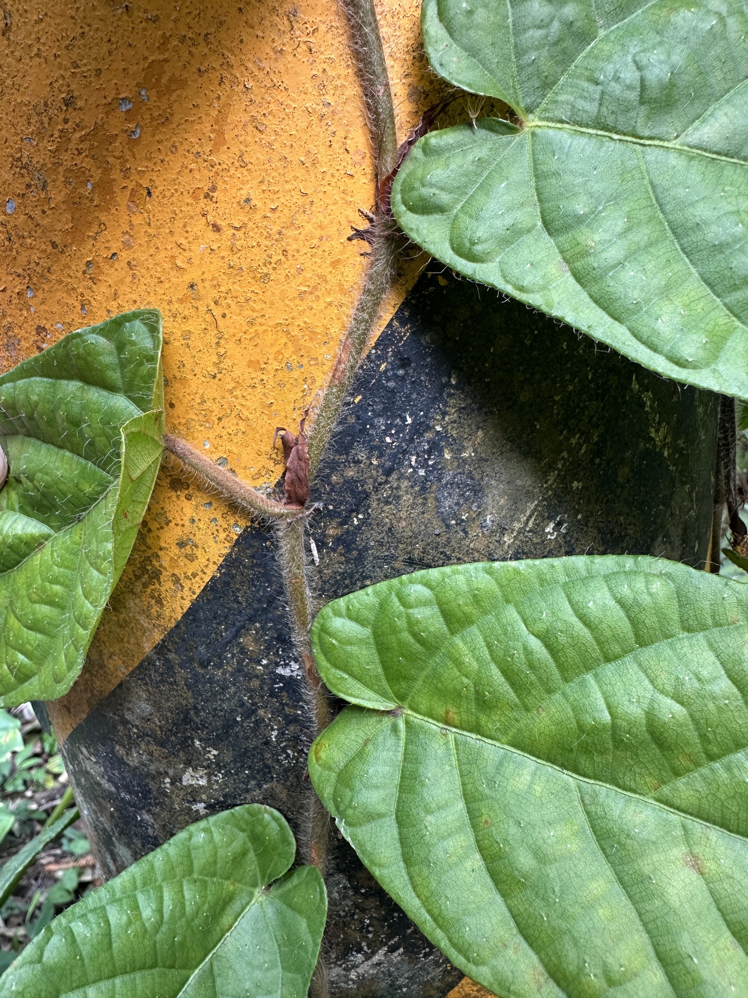 Imagem de Jiboia-falsa