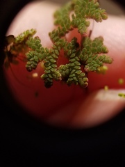 Azolla microphylla