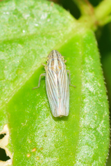 Plesiommata mollicula