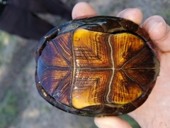 Kinosternon subrubrum hippocrepis