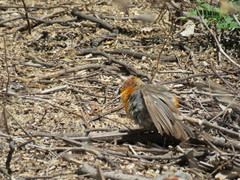 Haemorhous mexicanus