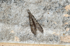 Vella