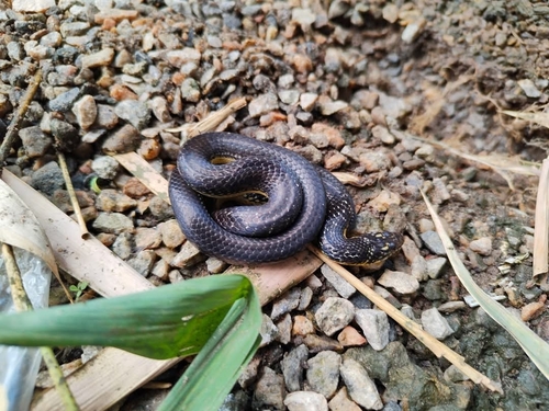 Photo of a Mossoro Smooth Snake (Erythrolamprus mossoroensis)