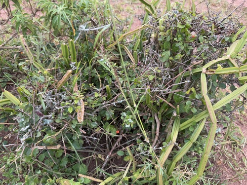 Foto de Cacto uva