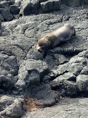 Arctocephalus galapagoensis