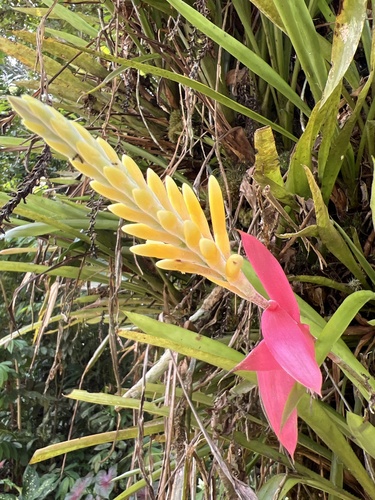 Aechmea contracta