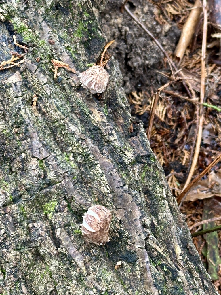 Lentinula edodes · March 2025 · photo: © re_nebel (iNaturalist, cc-by)