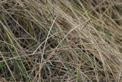 Juncus balticus