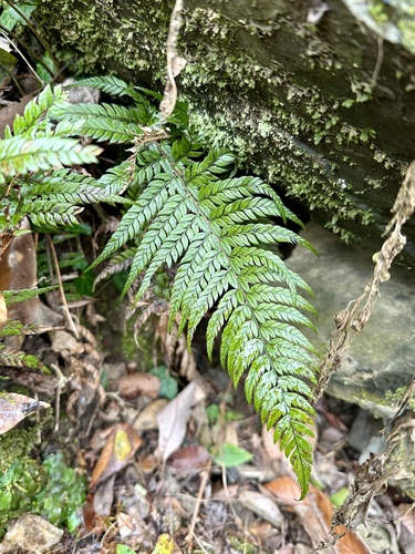Korean rock fern (Polystichum luctuosum)
