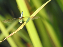 Pachydiplax longipennis