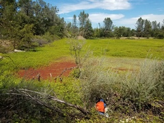 Azolla microphylla
