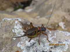 Ephippiger diurnus cunii
