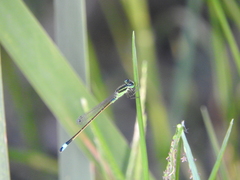Ischnura ramburii