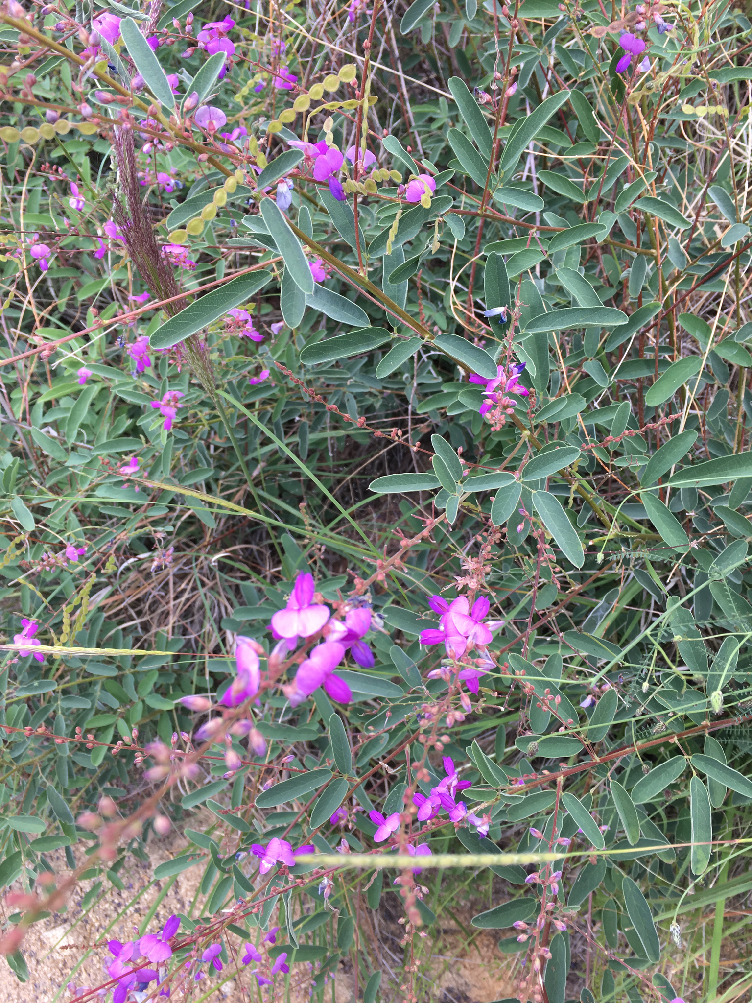 Desmodium cinerascens