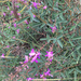 Spiked Ticktrefoil - Photo (c) Ken Bosma, some rights reserved (CC BY-NC), uploaded by Ken Bosma