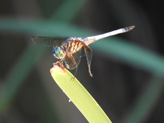 Pachydiplax longipennis