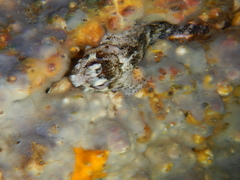 Lipophrys trigloides