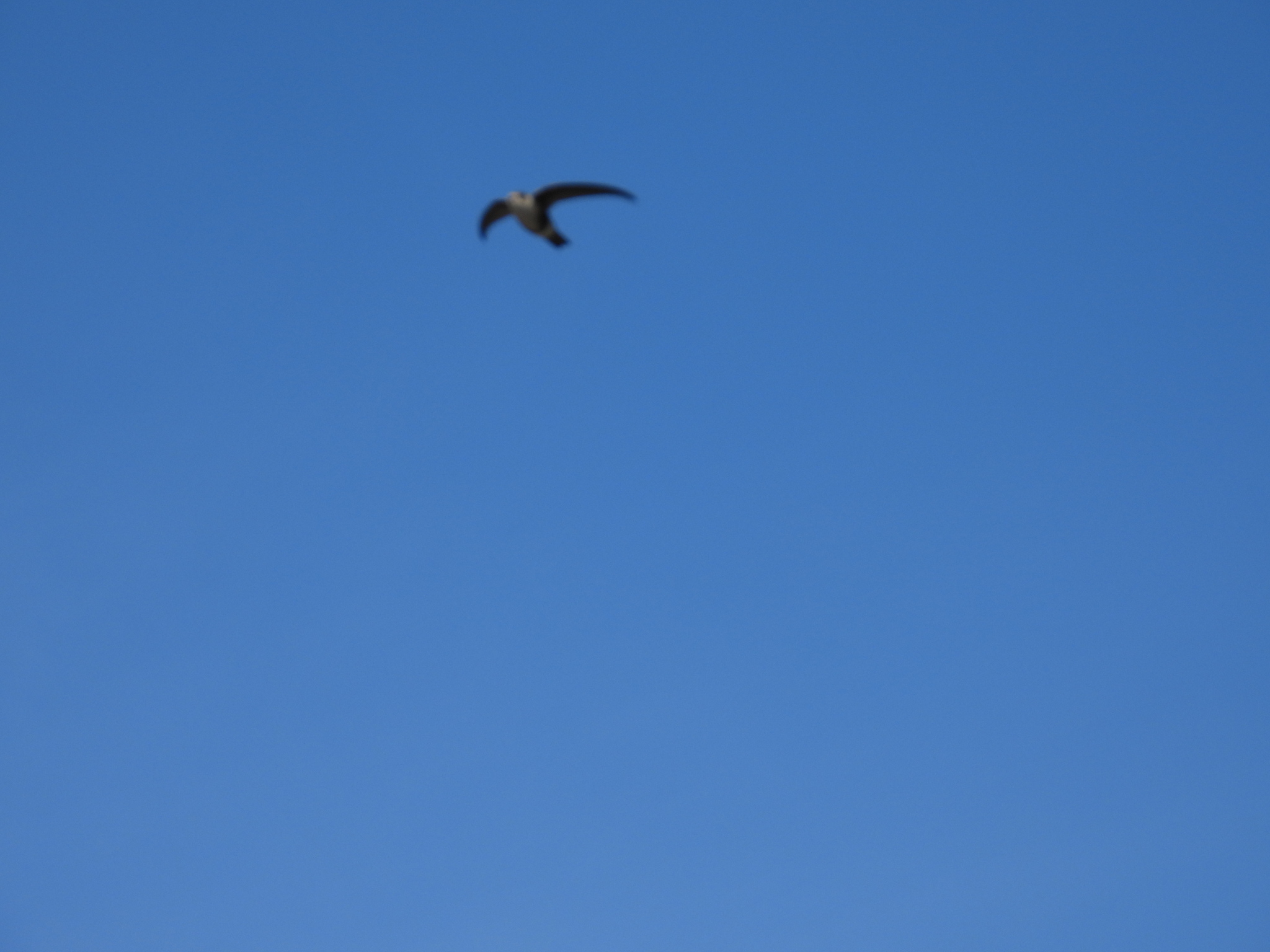Andean Swift (Aeronautes andecolus), photo 2