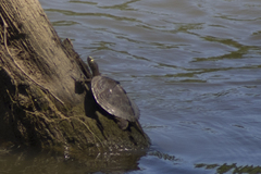 Graptemys sabinensis