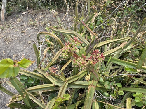 Foto de Cacto uva