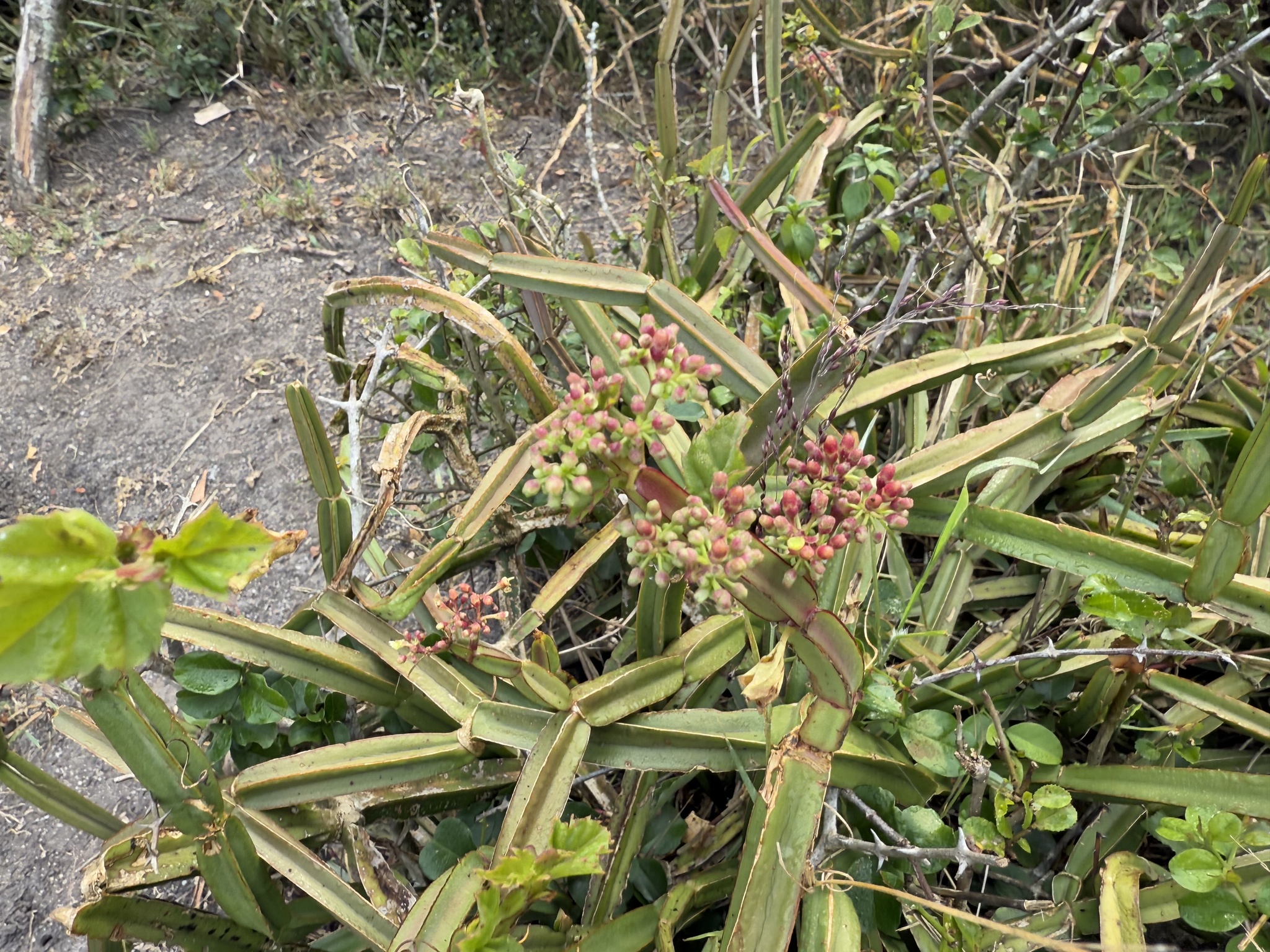 Imagem de Cacto uva