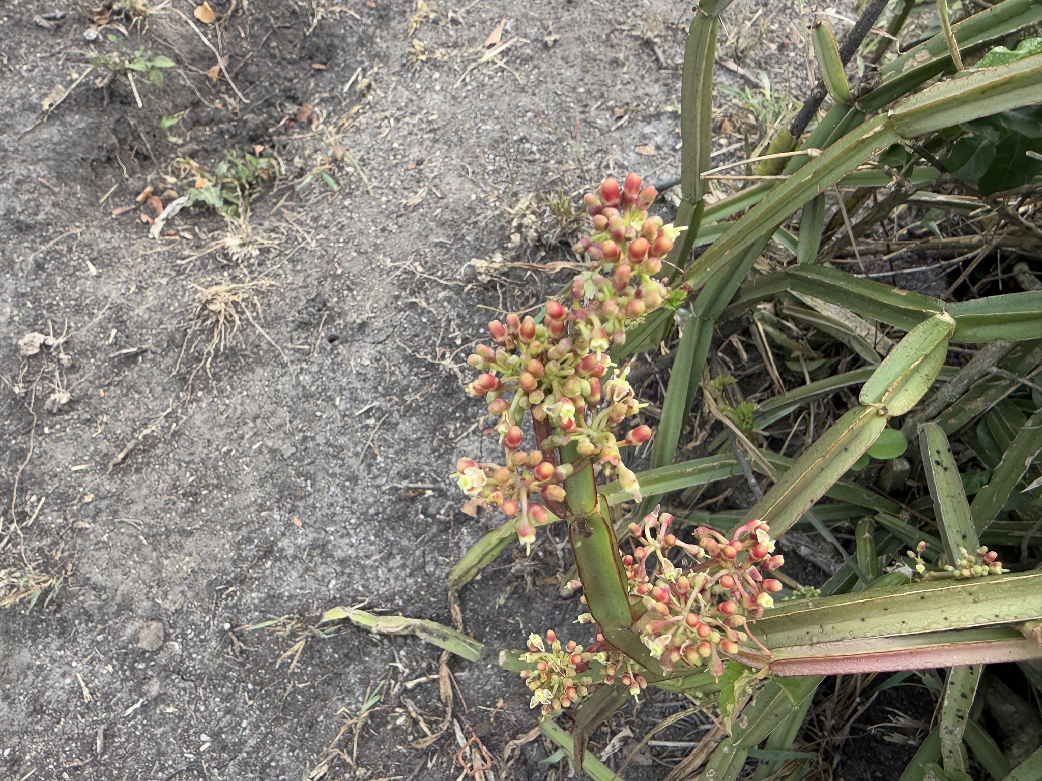 Imagem de Cacto uva