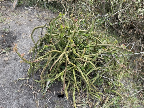 Foto de Cacto uva